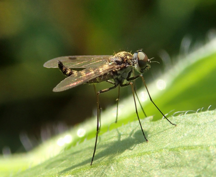 Rhagionidae: Maschio di Chrysopilus sp.
